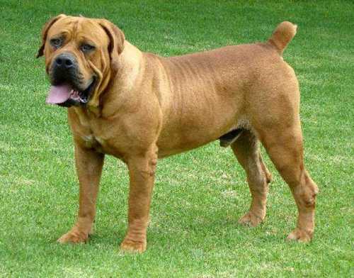 of breed of average dogs, quiet, suitable for children, with photos and names, the small sizes for the apartment, quiet, suitable for children